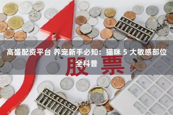 高盛配资平台 养宠新手必知：猫咪 5 大敏感部位全科普